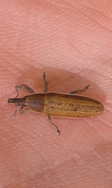 Lixus cfr. junci (Curculionidae)